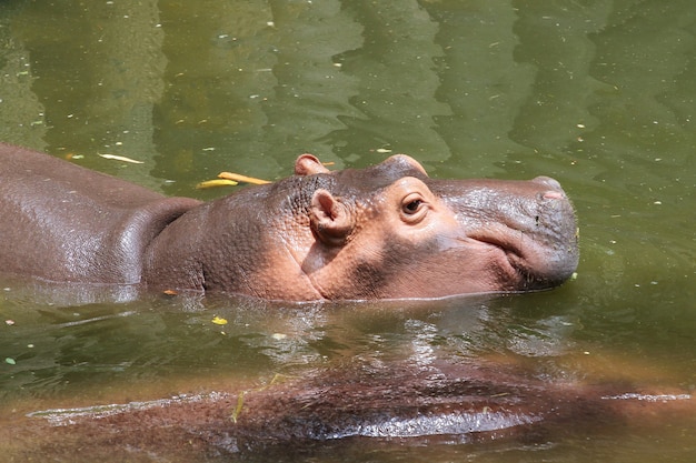 Отдых бегемота в реке в таиланде