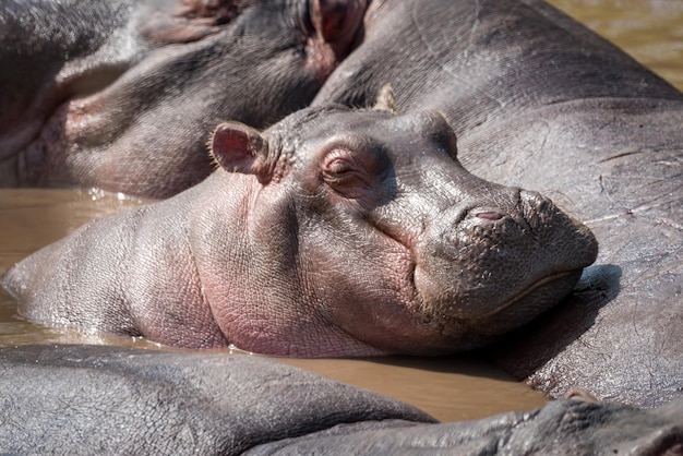 Hippopotamus in river