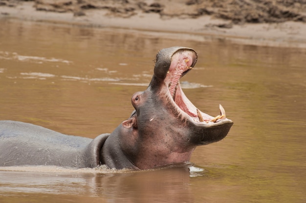 Foto ruggito dell'ippopotamo