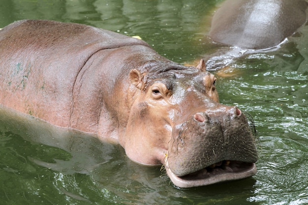 Il sorriso dell'ippopotamo nel fiume