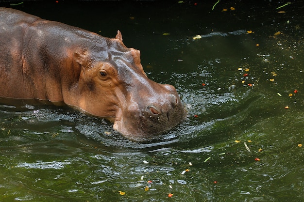 The hippopotamus smile in river 