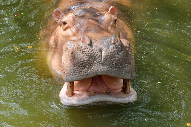 Foto l'ippopotamo sorride nel fiume