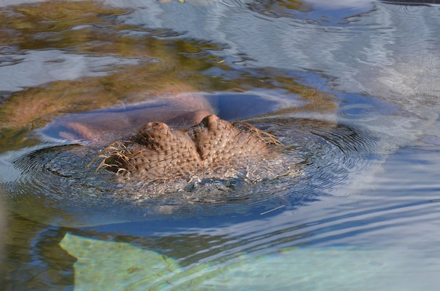 Водяная агама