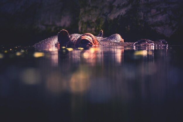 Фото Гиппопотам плавает в озере
