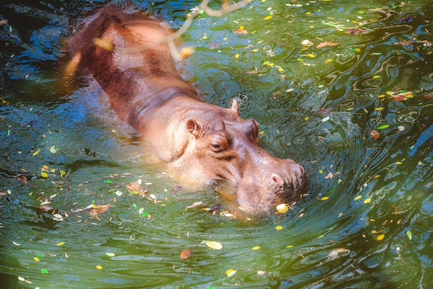 Бегемот плавает в воде