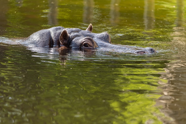 水の中のカバ