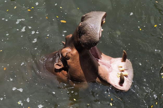 水中のカバ