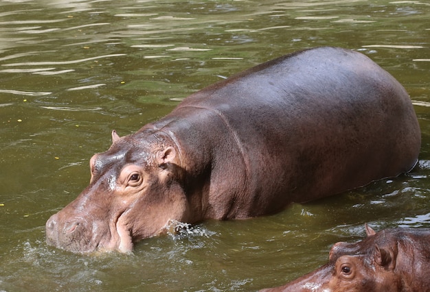 水中のカバ