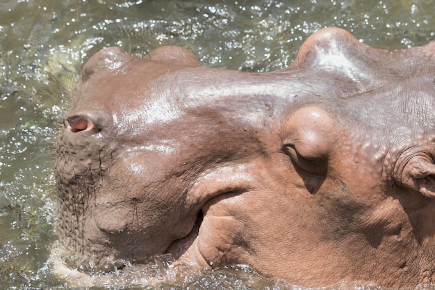 Foto ippopotamo nell'acqua