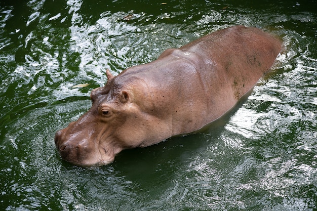 Foto ippopotamo in natura