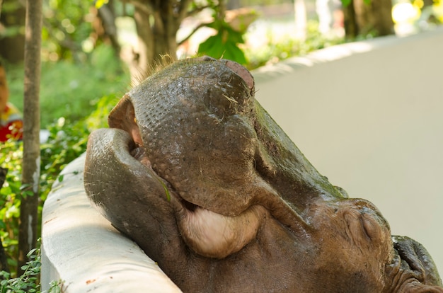 hippopotamus in the zoo