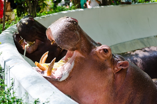 Photo hippopotamus