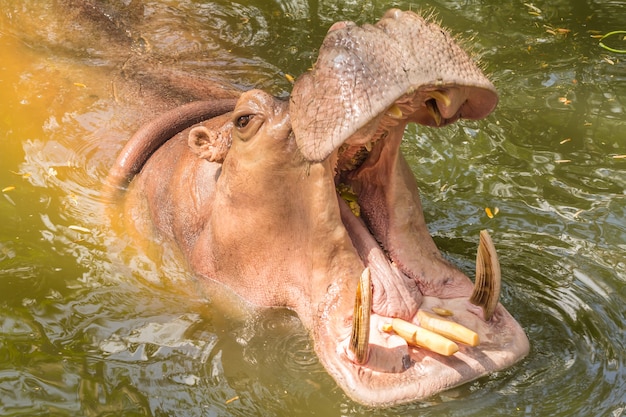 Photo hippopotamus