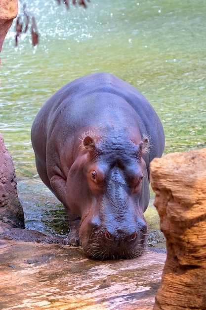 Hippopotamus