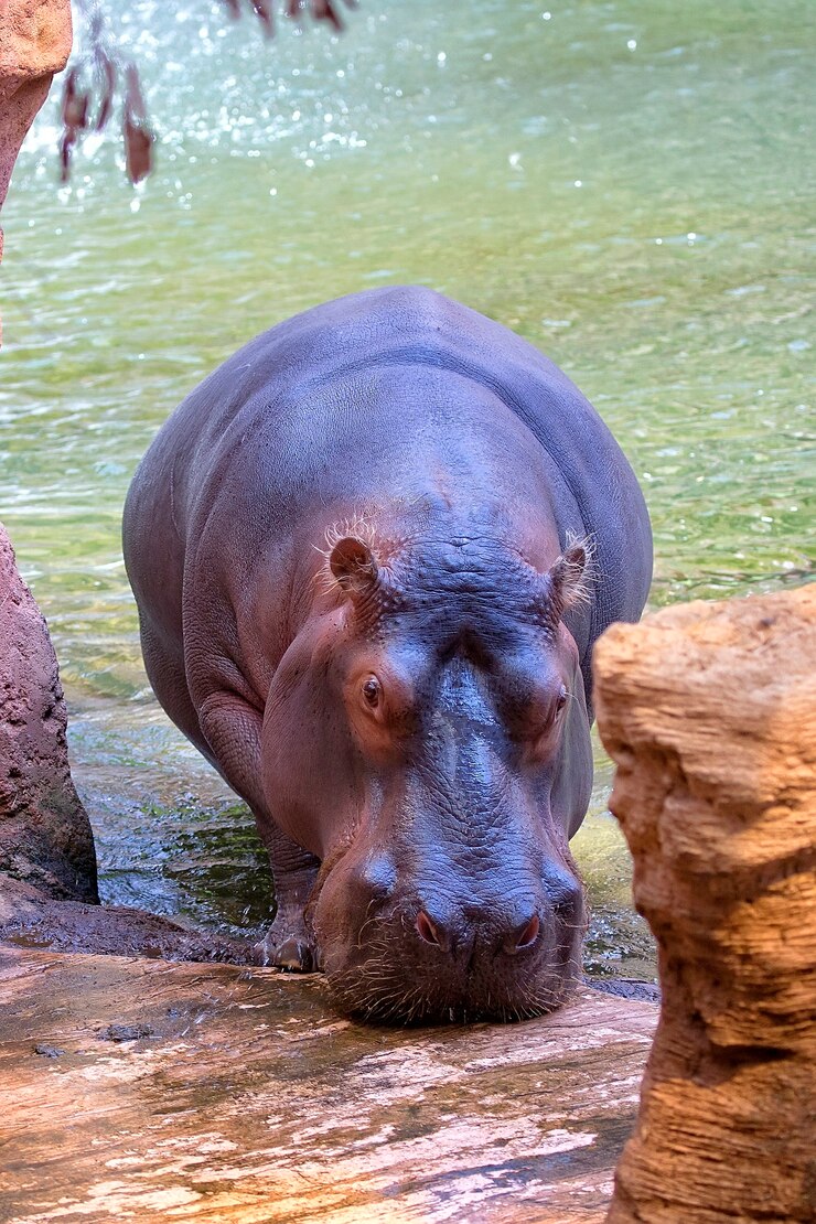 カバ