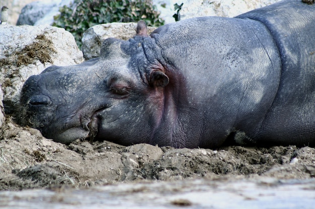 hippopotamus