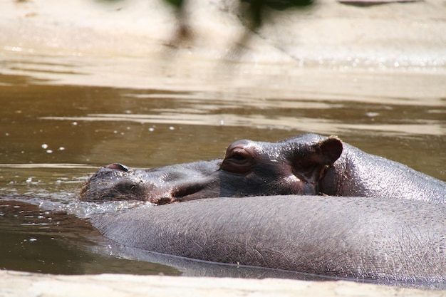 Foto i ippopotami nello stagno dello zoo