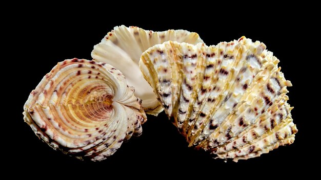 Photo hippopus sea shell on a black background