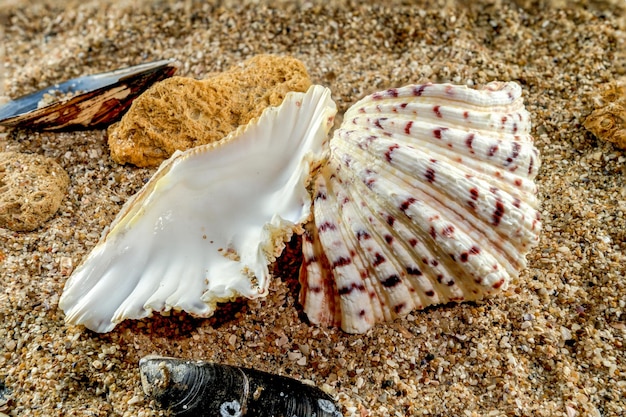 写真 砂上の海馬の貝