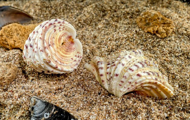 Hippopus sea Shell on the sand