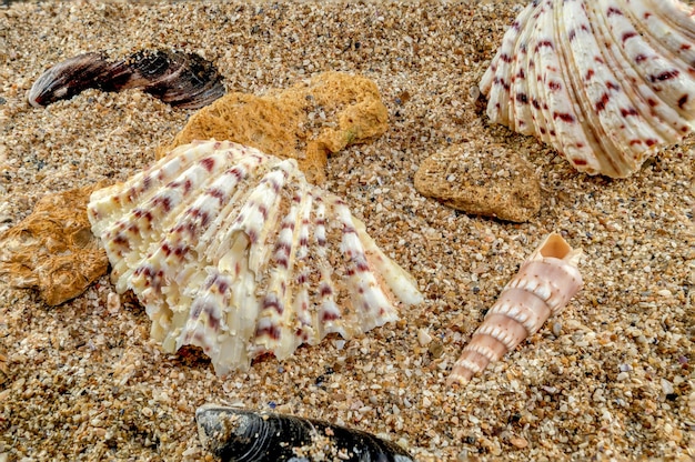 Hippopus sea Shell on the sand