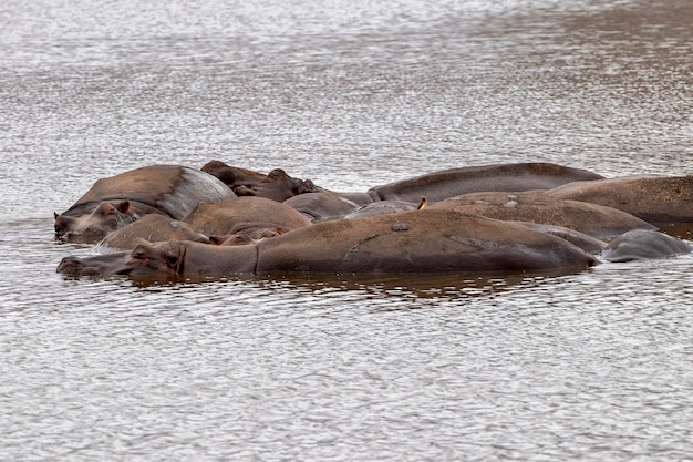 hippos resting in kruger park south africa pool