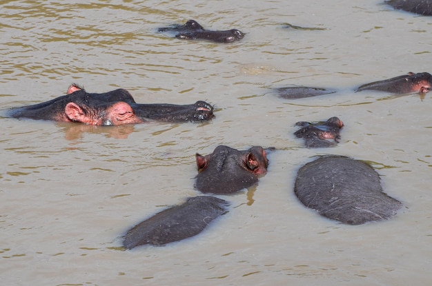 Hippos swim in the river Masai Mara NAtional Park Kenya Africa