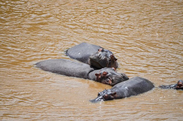 Hippos swim in the river Masai Mara NAtional Park Kenya Africa