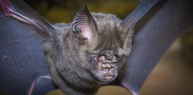 Hipposideros armiger great roundleaf bat,it suspected to be the source of corona 2019.