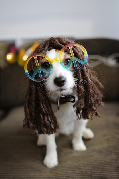 Costume del cane hippy. funny jack russell pronto per il carnevale o il partito di halloween.