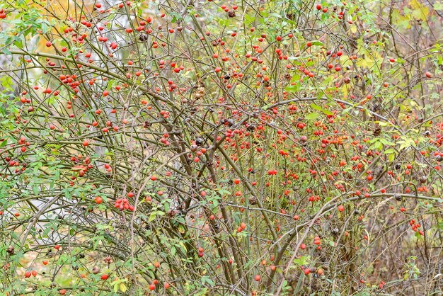 Hips bush with ripe berries Berries of a dogrose on a bush Fruits of wild roses Thorny dogrose Red rose hips