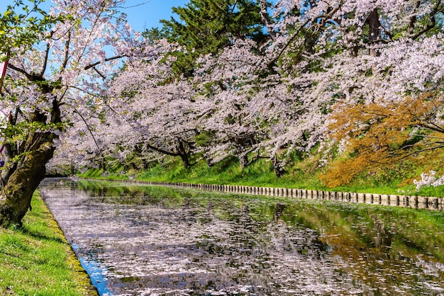 ヒロサキ市 桜の花 マツリ 明るい青い空 春の晴れた日 満開の木 ピンクの花