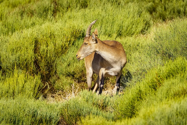 Hispanic goat grazing in a green meadow full of plants in the high mountain of Guadarrama Spain