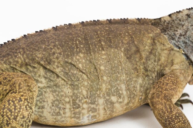 写真 白い背景に分離されたヒスパニオロス サイ イグアナ トカゲ cyclura cornuta cornuta