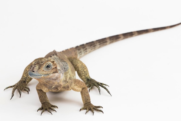 Hispaniolan Rhinoceros Iguana lizard Cyclura cornuta cornuta isolated on white background