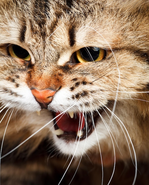 Photo hissing cat