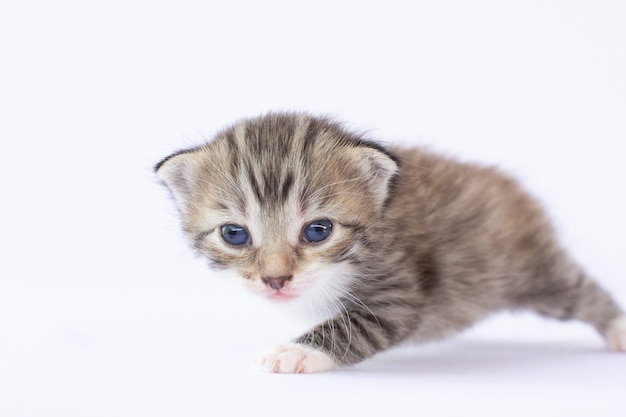 Gattino domestico neonato sibilante su bianco