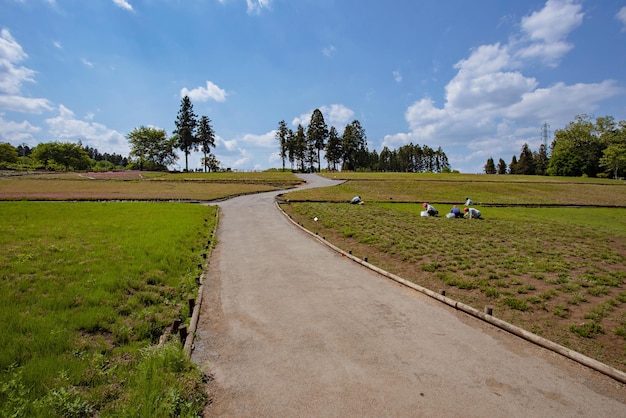 埼玉県秩父市芝桜の丘にある羊山公園