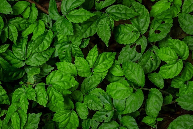 Hittevorm van blad voor achtergrond en textuur Groene bladeren Achtergrond