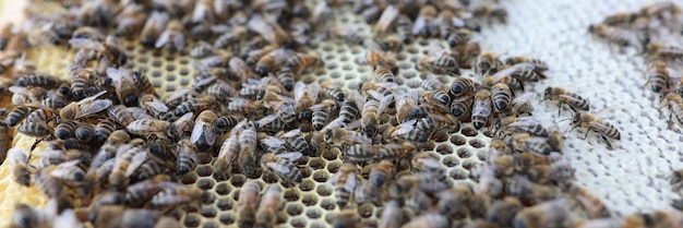 夏のハイブと養蜂場の蜂の餌は養蜂場の概念で蜂蜜を食べる