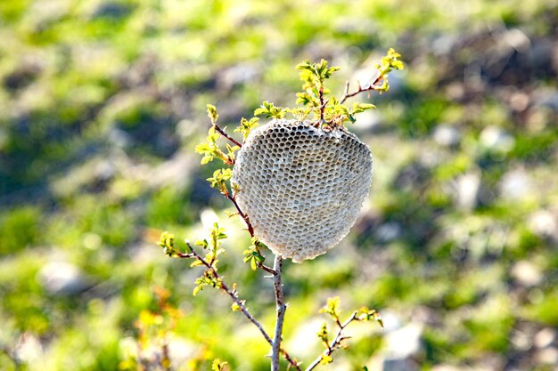 Hive of wasps on a branch