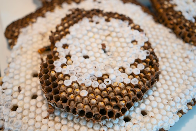 A hive of wasps in closeup view