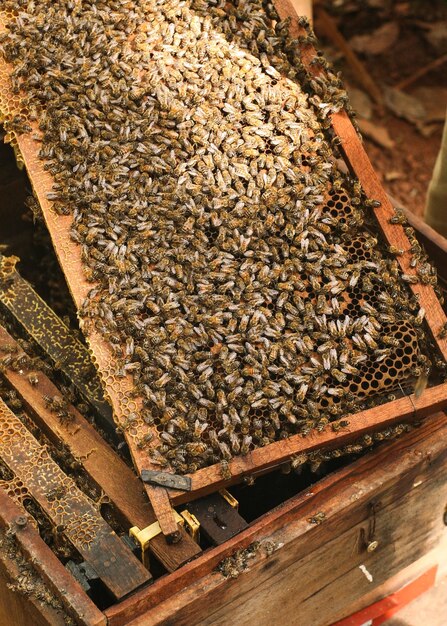 Hives in an apiary with bees flying to the landing boards, Frames of a bee hive. Beekeeper Inspectin