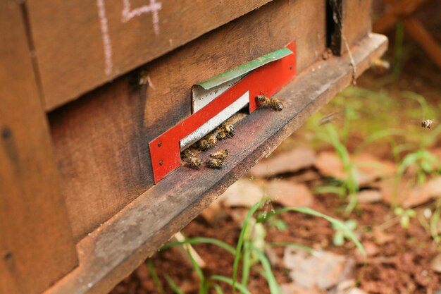 Hives in an apiary with bees flying to the landing boards, Frames of a bee hive