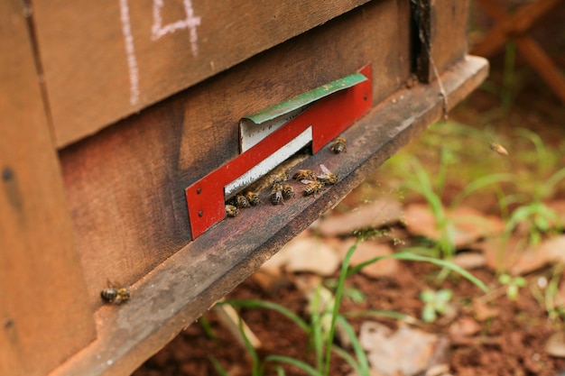 Hives in an apiary with bees flying to the landing boards, Frames of a bee hive