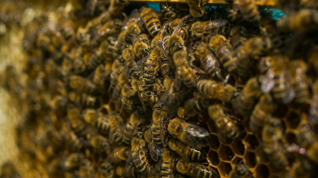 Ульи на пасеке с пчелами, летящими к посадочным платам в зеленом саду