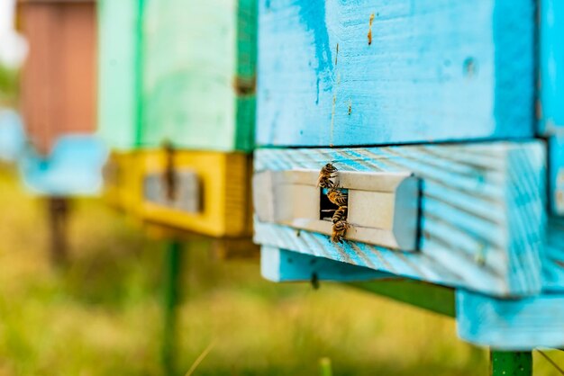 Hives in an apiary with bees flying to the landing boards in a green garden