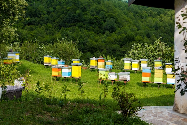 Photo hives of bees in the apiary