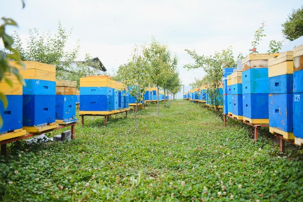 Фото Ульи на пасеке с летящими на посадочные площадки пчелами пчеловодство