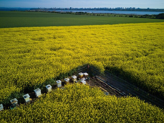 Hives stand in rapeseed field and meadows in the background